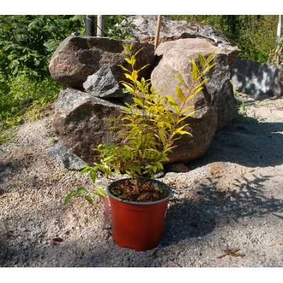 Aitalikusteri 'Aureum' (Ligustrum vulgare 'Aureum') Aitalikusteri 'Aureum' (Ligustrum vulgare 'Aureum')